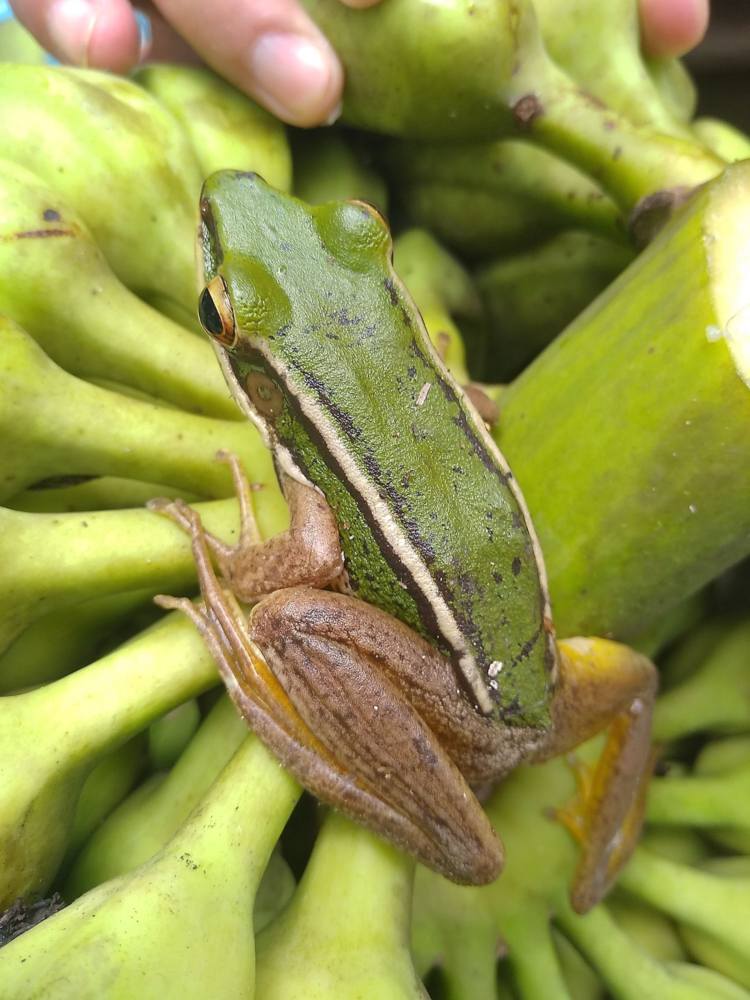 刚刚收成的香蕉里，发现一只漂亮的树蛙。  Discover a beautiful tree frog when harvesting banana.