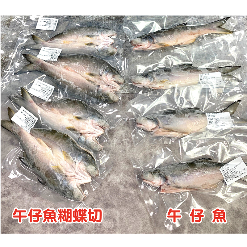 午仔魚-02-01