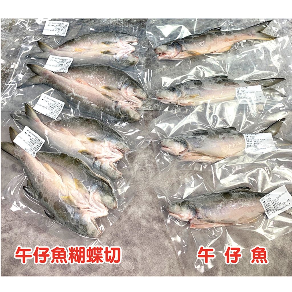 午仔魚-02-01