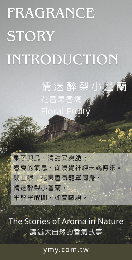 FF-FTJ2353情迷醉梨小蒼蘭