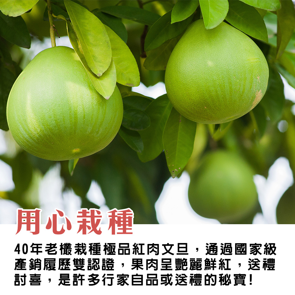 台灣麻豆紅文旦說明01