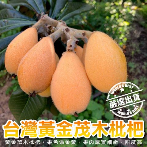 台灣黃金茂木枇杷-1_0