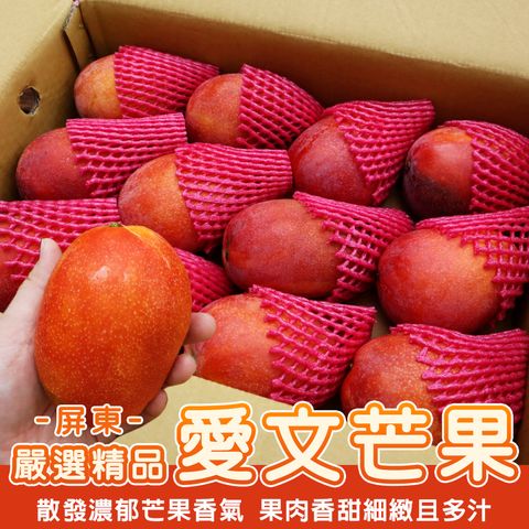 台灣屏東愛文芒果