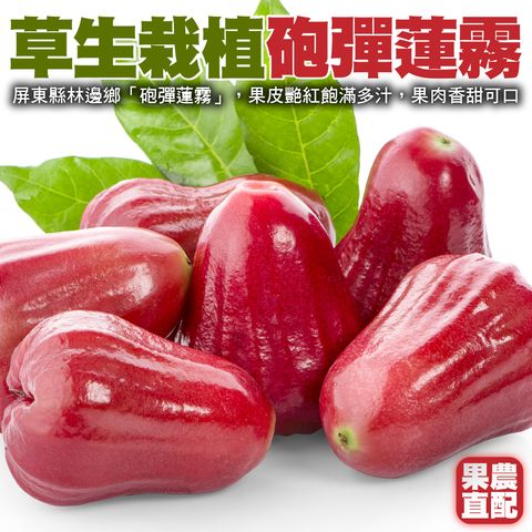 屏東砲彈蓮霧-1_0