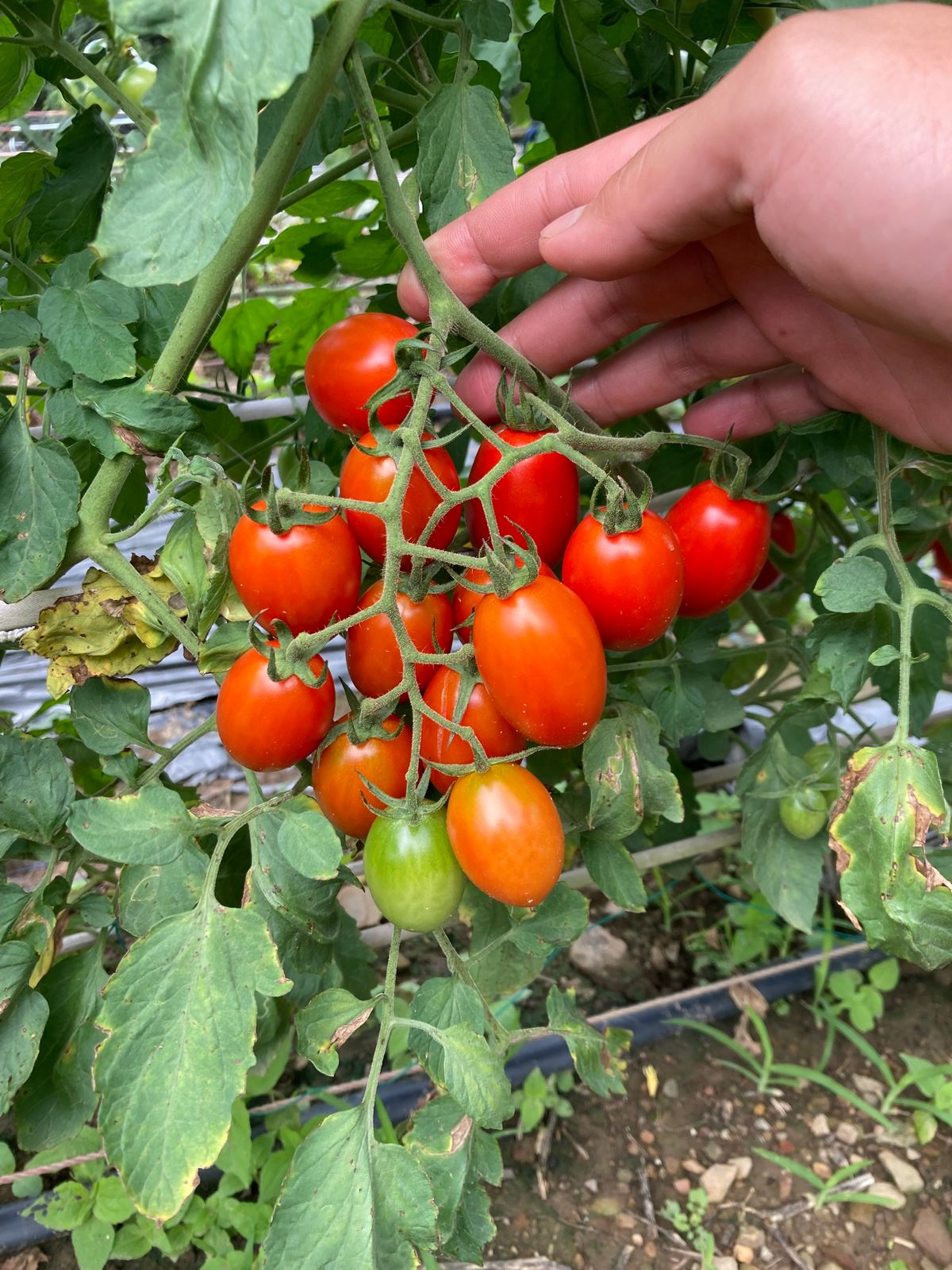 夏季番茄 - 夏太后