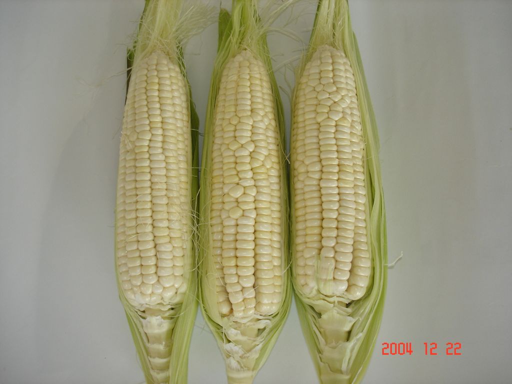玉米-阿杉-糯玉米-照圖a.jpg