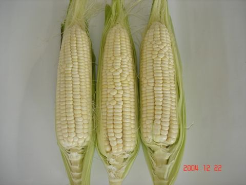 玉米-阿杉-糯玉米-照圖a.jpg