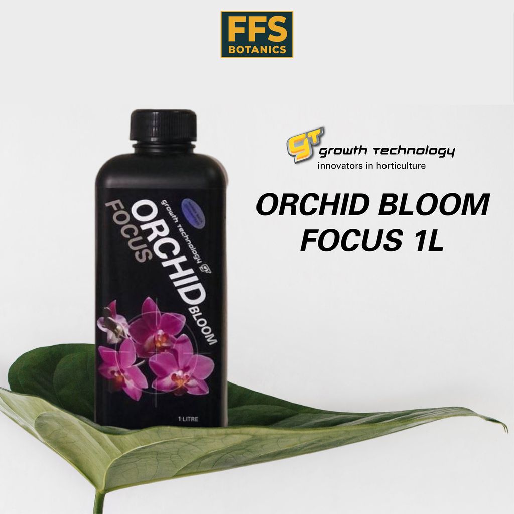 01 ORHICD BLOOM & ORCHID FOCUS-01