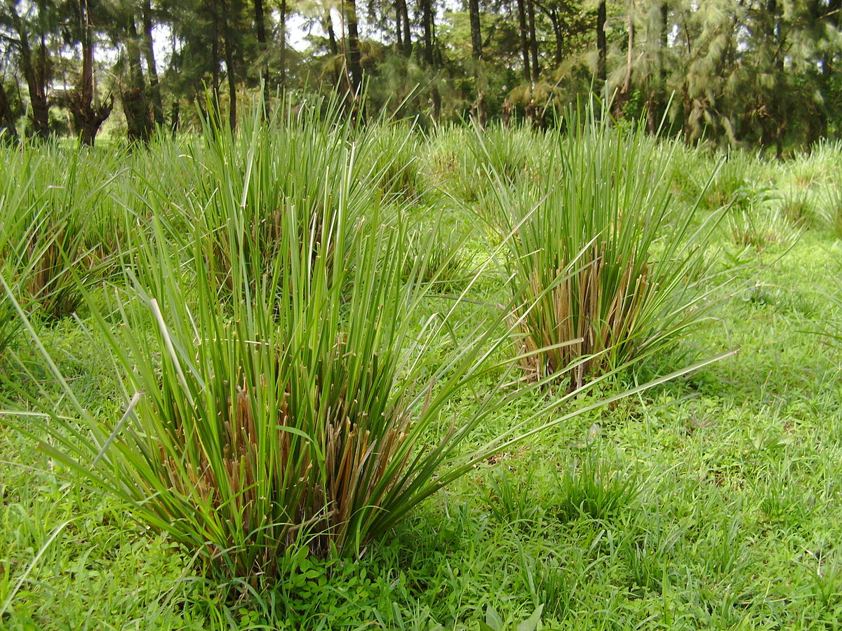 1200px-Ethiopia_2008_vetiver_grass