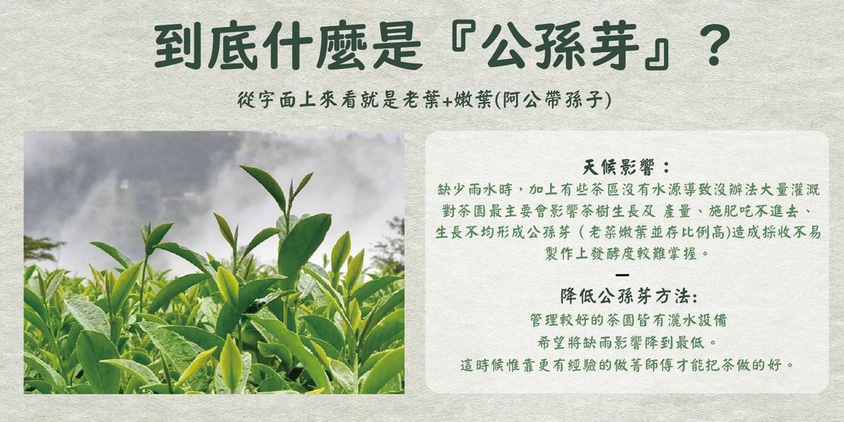 【茶百科】到底什麼是『公孫芽』? ʕ•ૅૄ•ʔ