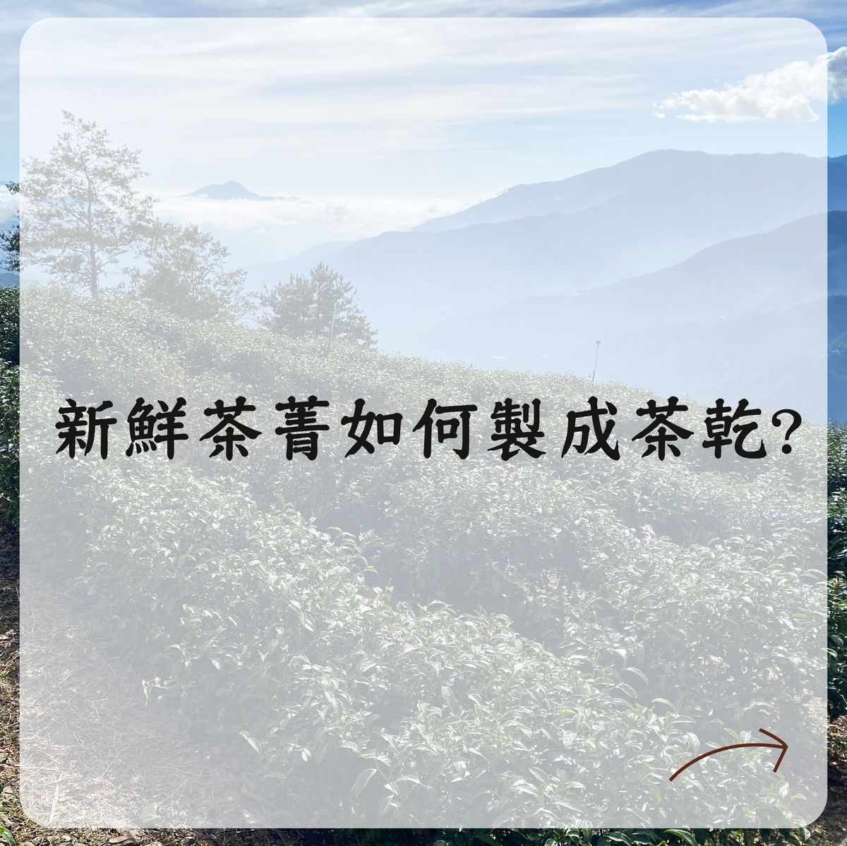 【茶百科】 新鮮茶菁如何製成茶乾 ( ˘•ω•˘ ).oO ？