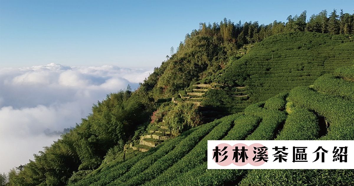 【杉林溪茶區介紹】羊仔灣｜軟鞍八卦｜三層坪｜豬仔灣｜龍鳳峽｜草坔｜番仔田茶區介紹