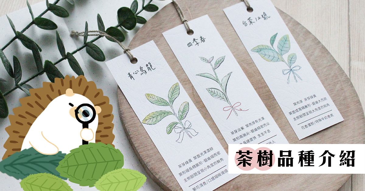 【茶樹品種小教室】青心烏龍｜台茶12號｜四季春介紹