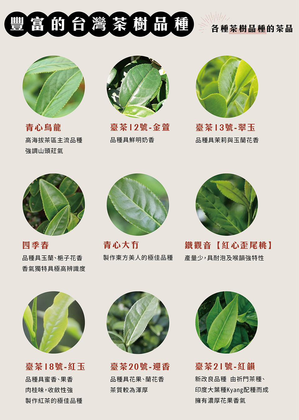 20220621-茶樹品種介紹_茶樹品種