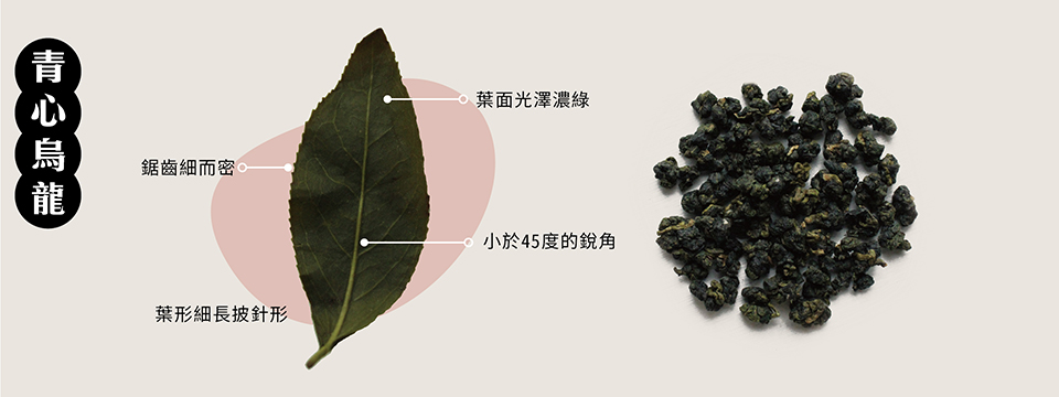 20220621-茶樹品種介紹_青心烏龍