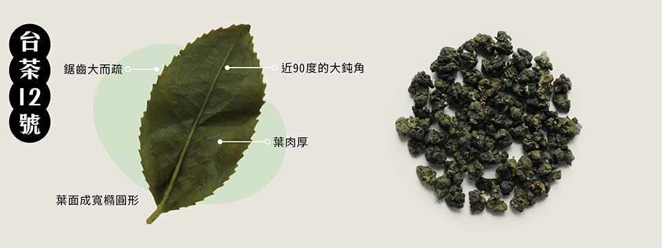 20220621-茶樹品種介紹_台茶12號