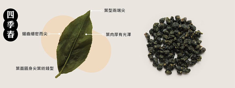 20220621-茶樹品種介紹_四季春