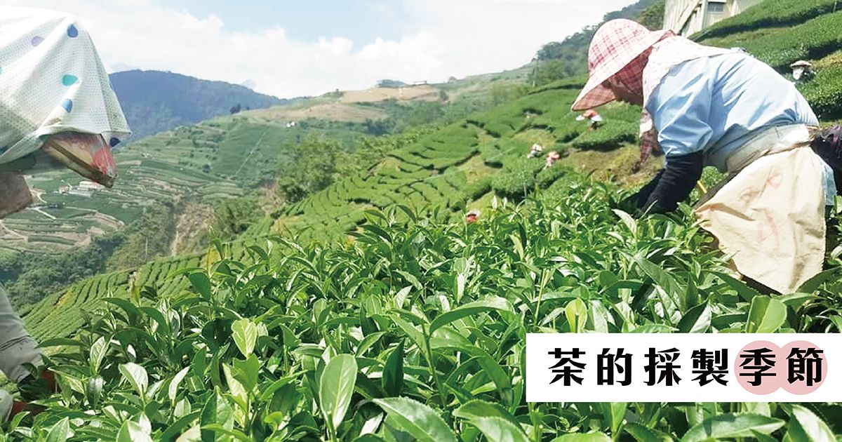 【茶的採製季節】茶的個性四季皆異