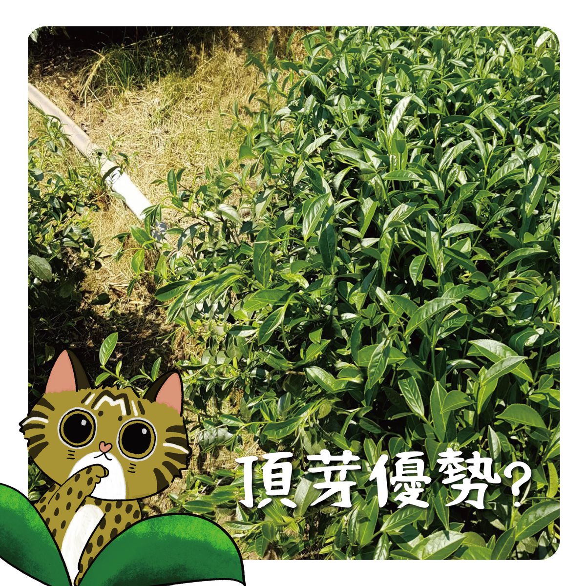 【茶百科】何謂「頂芽優勢」?