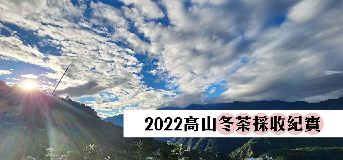 2022冬茶採收季開始啦 ~ ♪(^∇^*)~