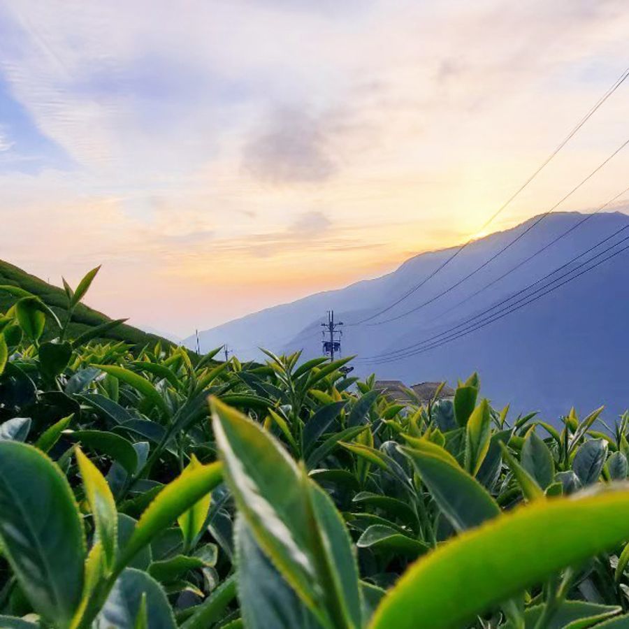 鶴茗茶業 Heming Tea|用心做好茶 ‧ 自然是好茶 |