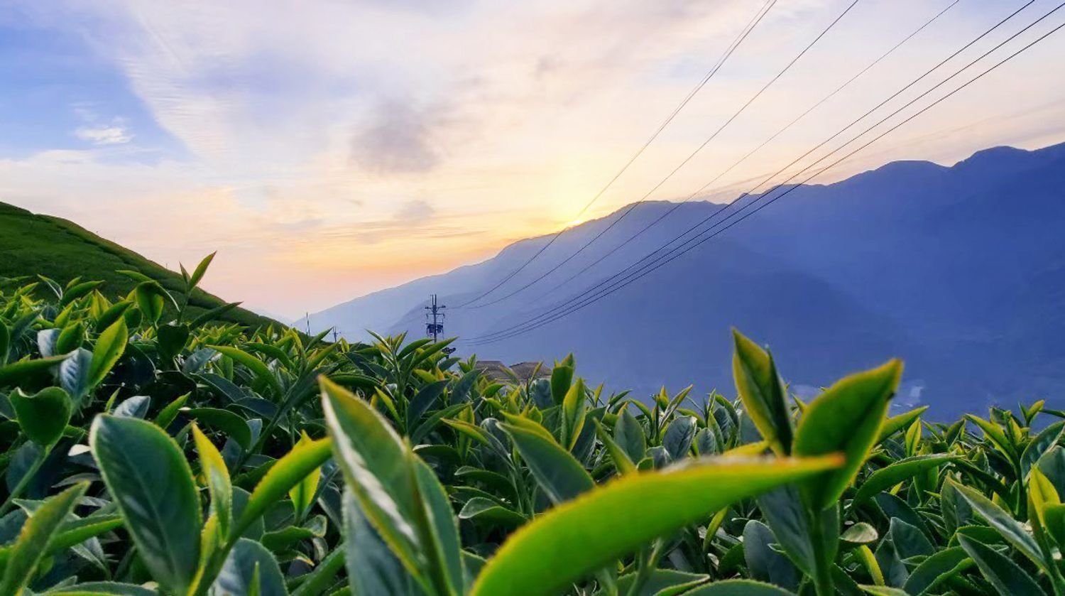 鶴茗茶業 Heming Tea|用心做好茶 ‧ 自然是好茶 |