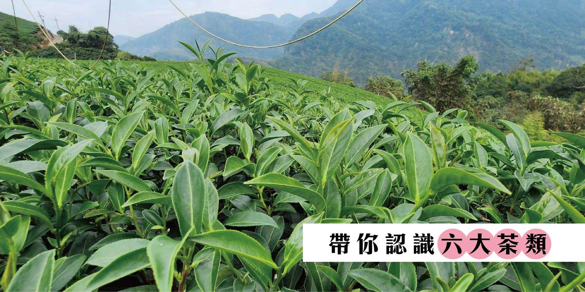 【進入茶的世界】帶你認識六大茶類