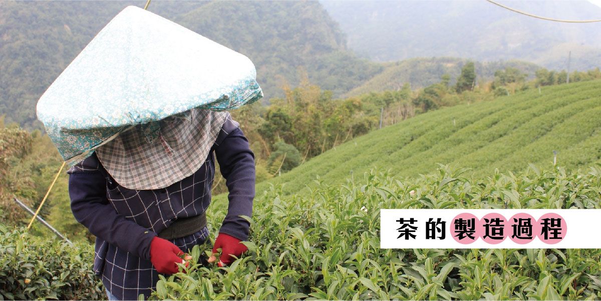 【茶是怎麼來的】茶類製造過程