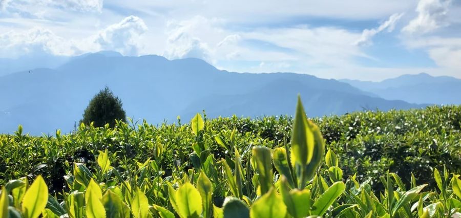 鶴茗茶業 Heming Tea｜用心做好茶 ‧ 自然是好茶 | 