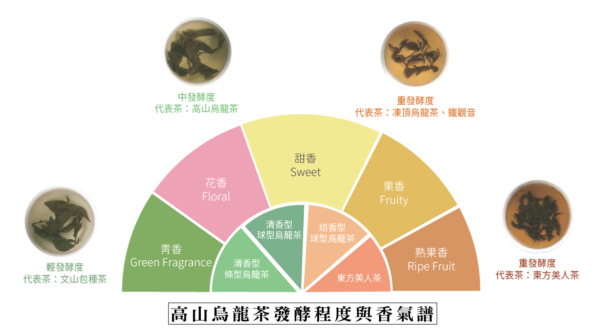 高山烏龍茶的發酵與香氣風味輪_工作區域 1