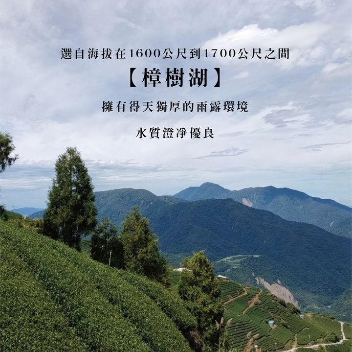 阿里山樟樹湖_電商圖-2.jpg