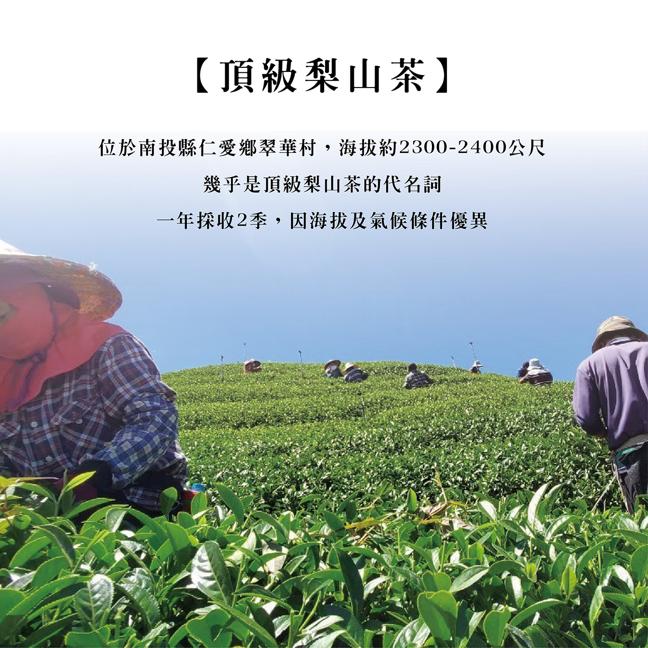 高冷茶系列｜梨山華岡– 鶴茗茶業Heming Tea｜用心做好茶‧ 自然是好茶