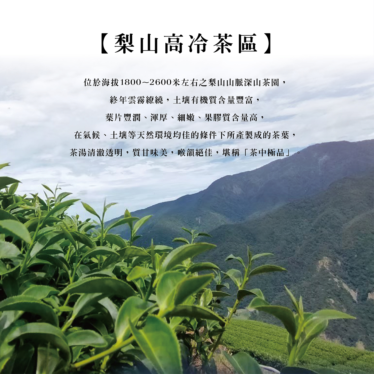 高冷茶系列｜梨山華岡– 鶴茗茶業Heming Tea｜用心做好茶‧ 自然是好茶
