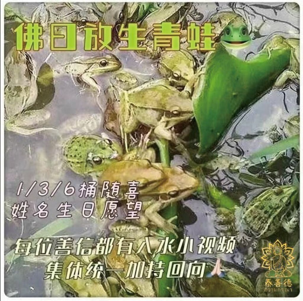 青蛙.jpg