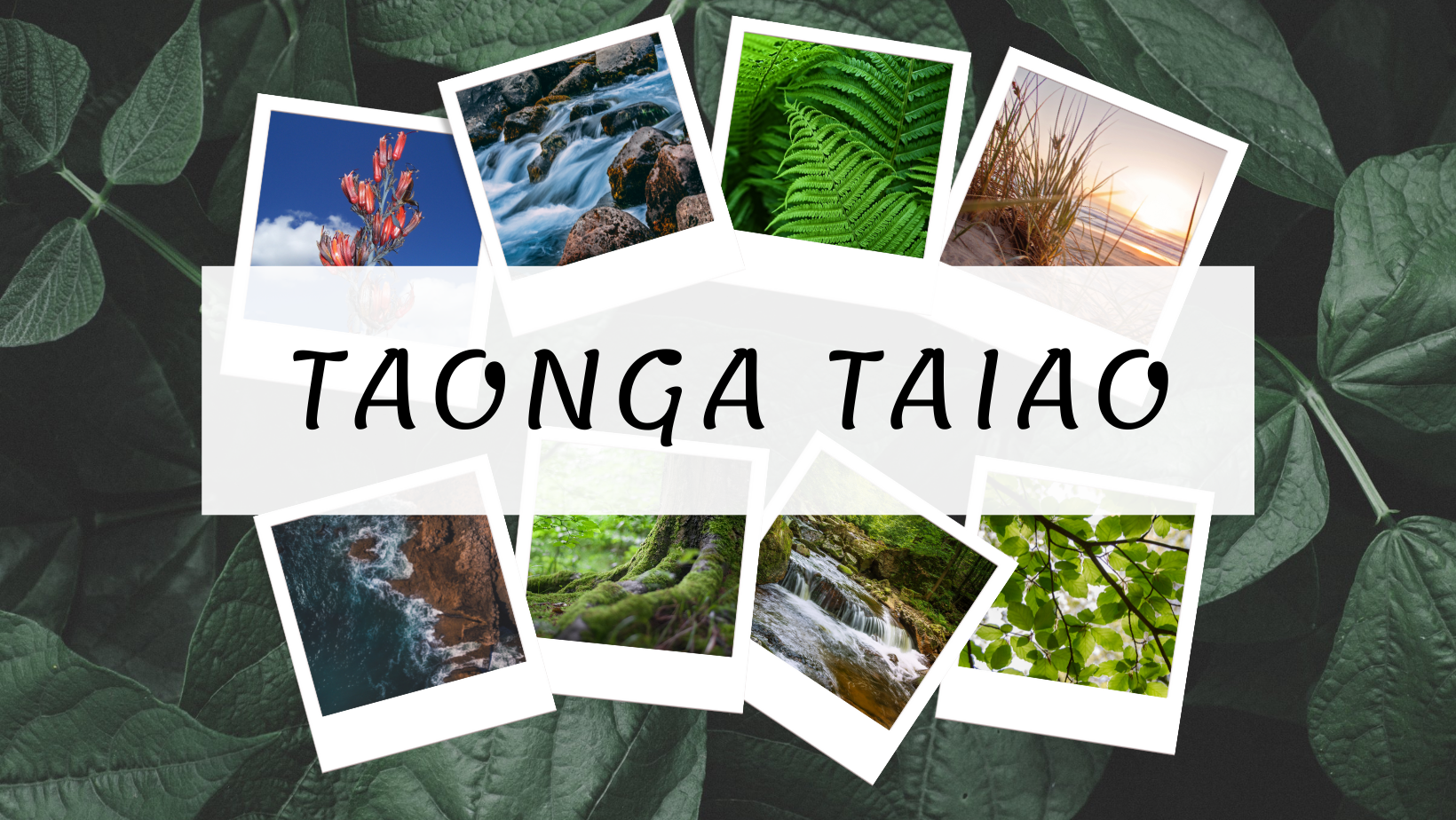 Taonga Taiao | 