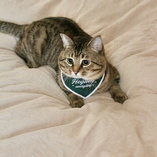 HEYDAY 寵物概念 | Featured Categories - For Cats 喵貓