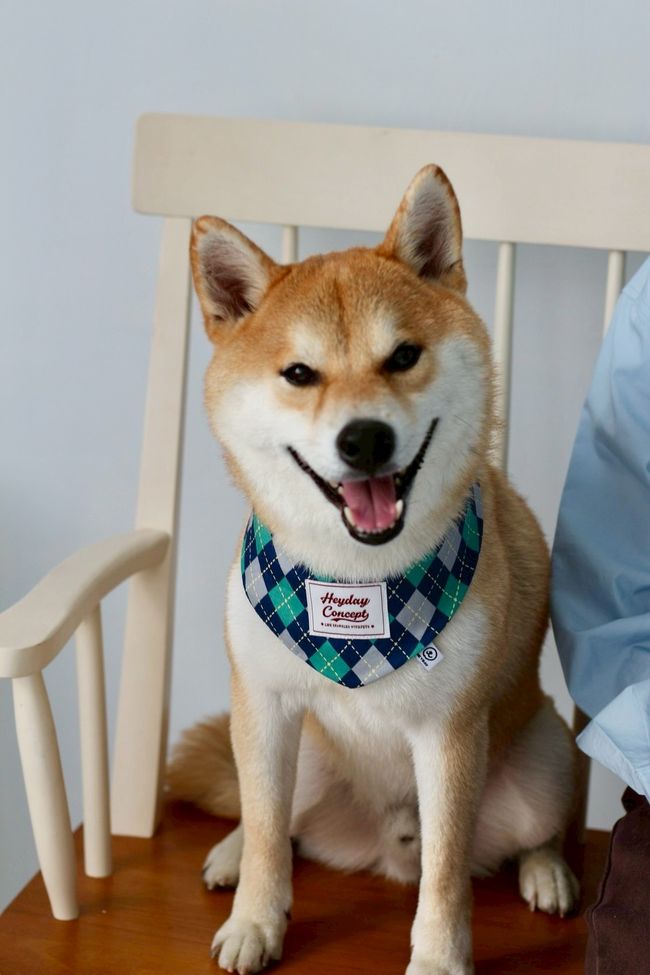 HEYDAY 寵物概念 | Featured Categories - Outdoor 戶外