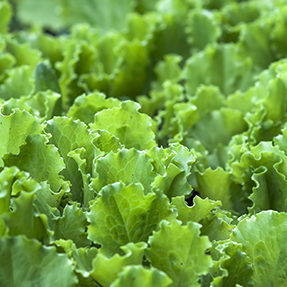 Green salad leaves background