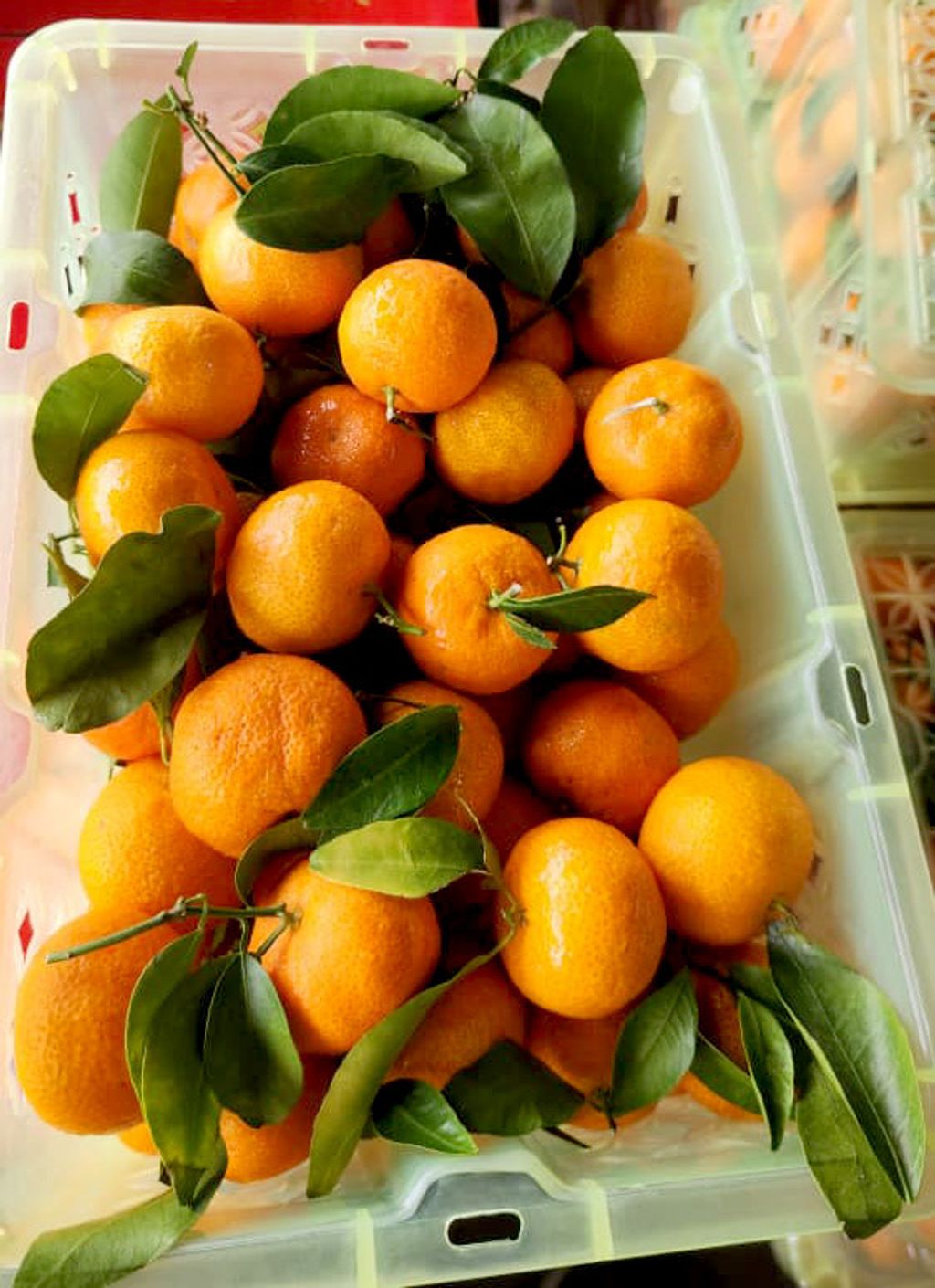 Baby Mandarins 2kg+-