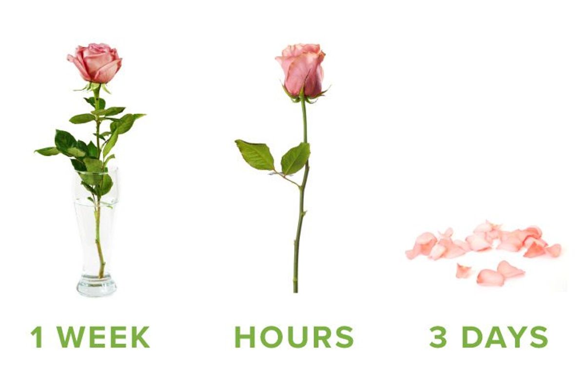 HOW TO KEEP A FLOWER BOUQUET FRESH?