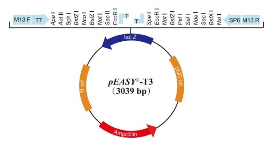 T3 TA Cloning kit
