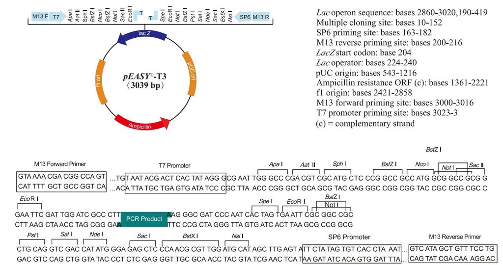 T3 Cloning Vector