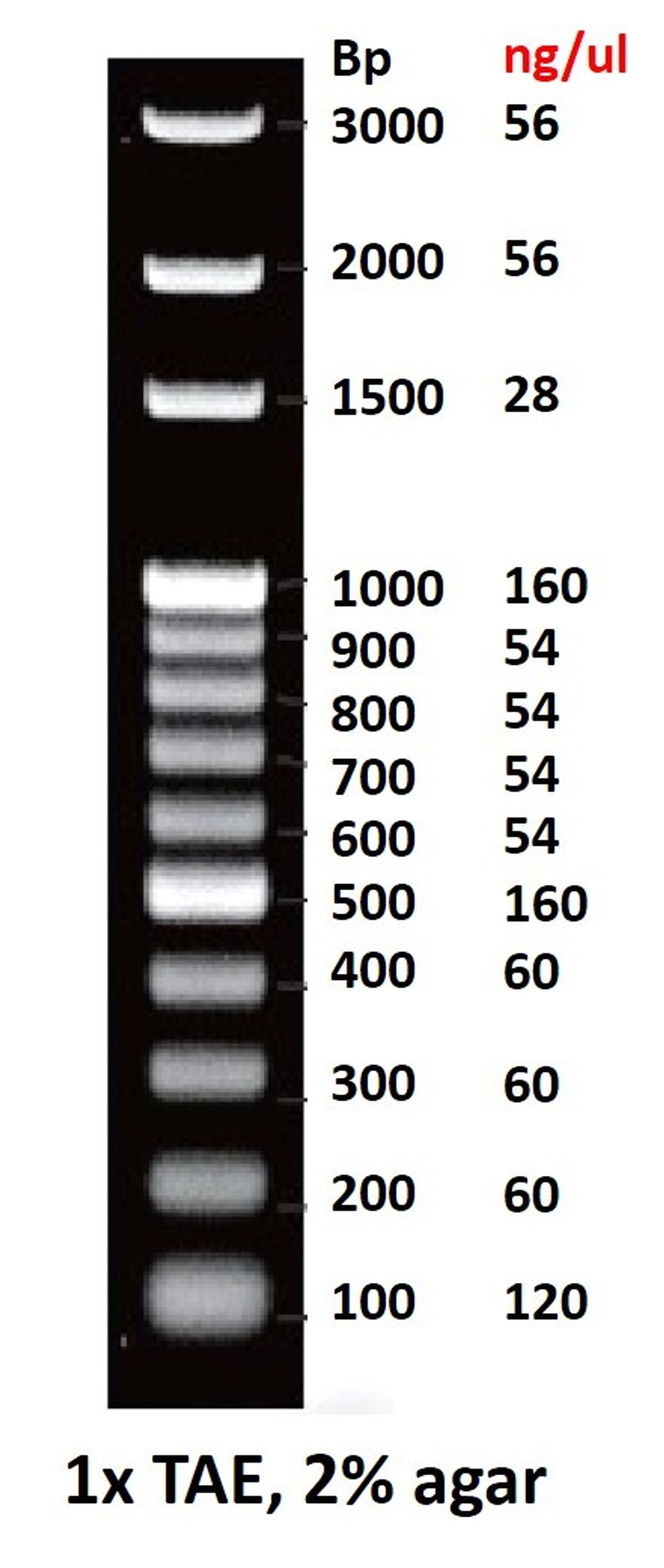100bp DNA Ladder