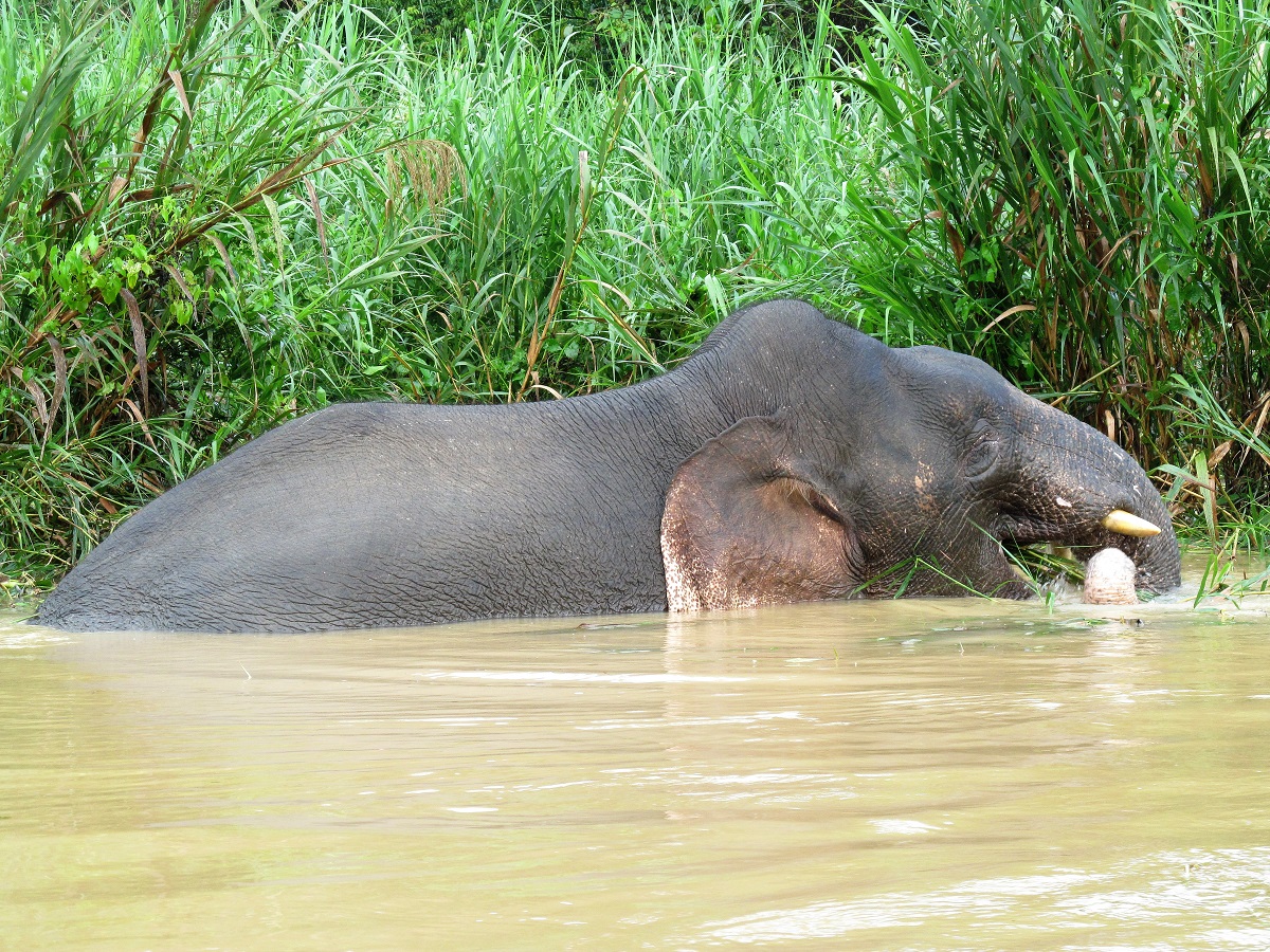 Borneo-Pygmy-elephant-Kinabatangan-River.jpg Borneo-Pygmy-elephant-Kinabatangan-River.jpg