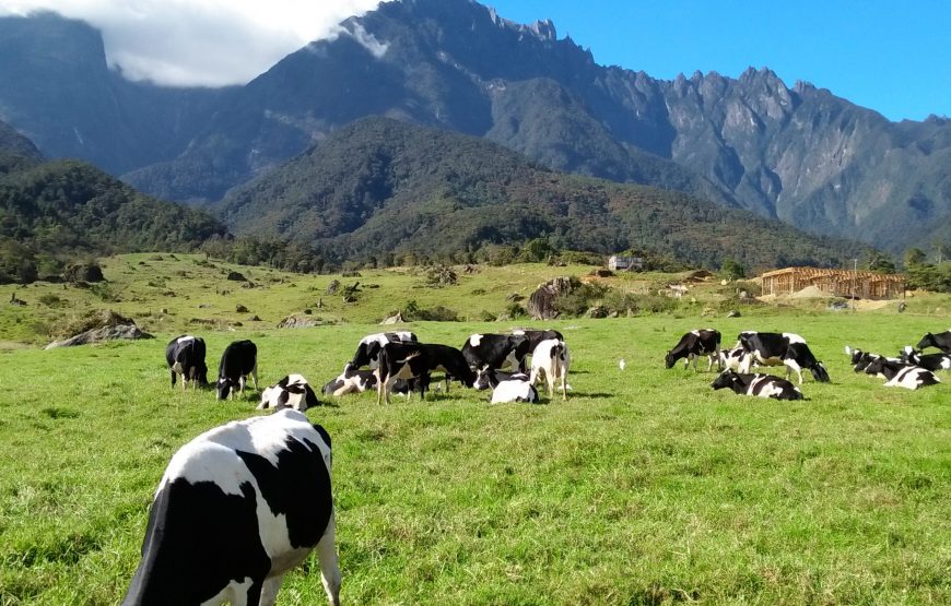 Desa-Cattle-Dairy-Farm-Kundasang-scaled-870x555.jpg