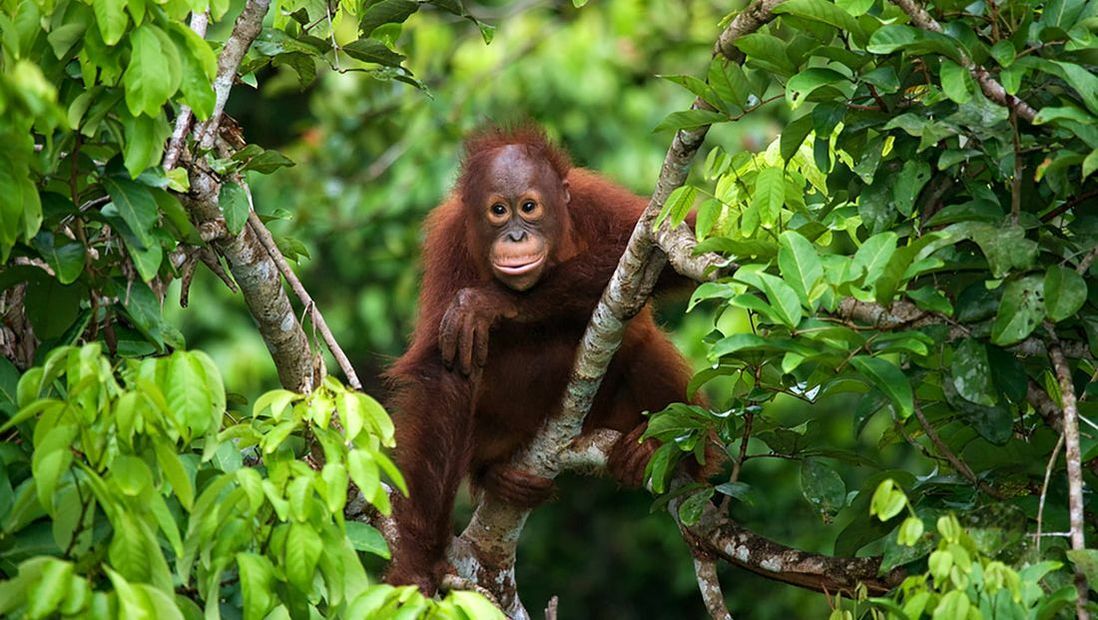 borneo-orang-utan.jpg