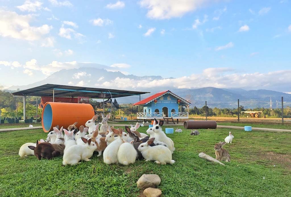 ranau-rabbit-farm.jpg