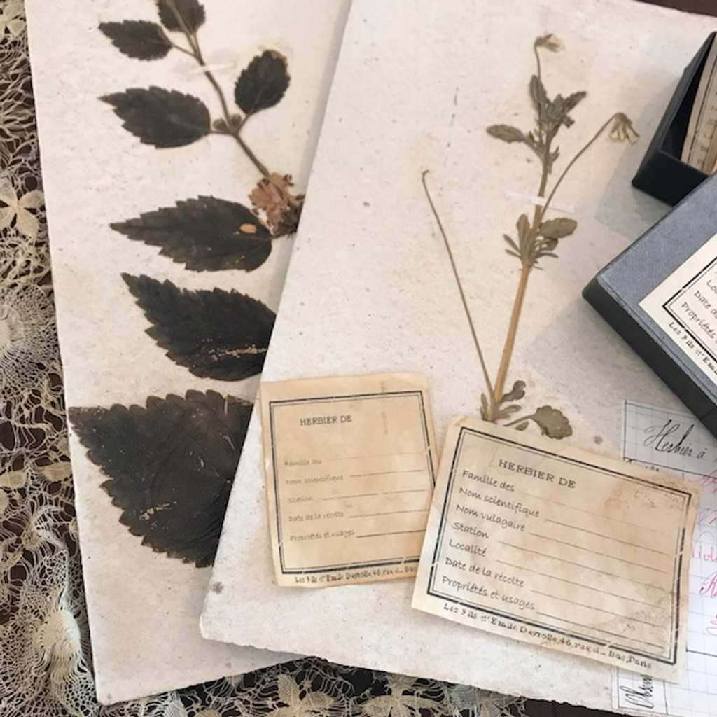 Original plant specimen label_6.png