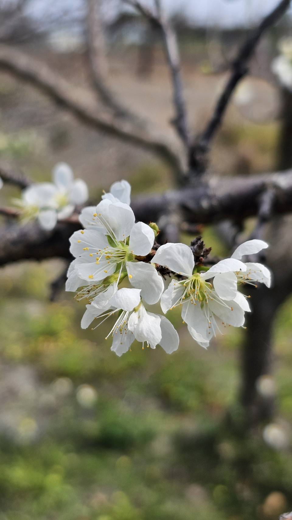 山原色花園的李子花開了「美，不一定要濃墨重彩。」