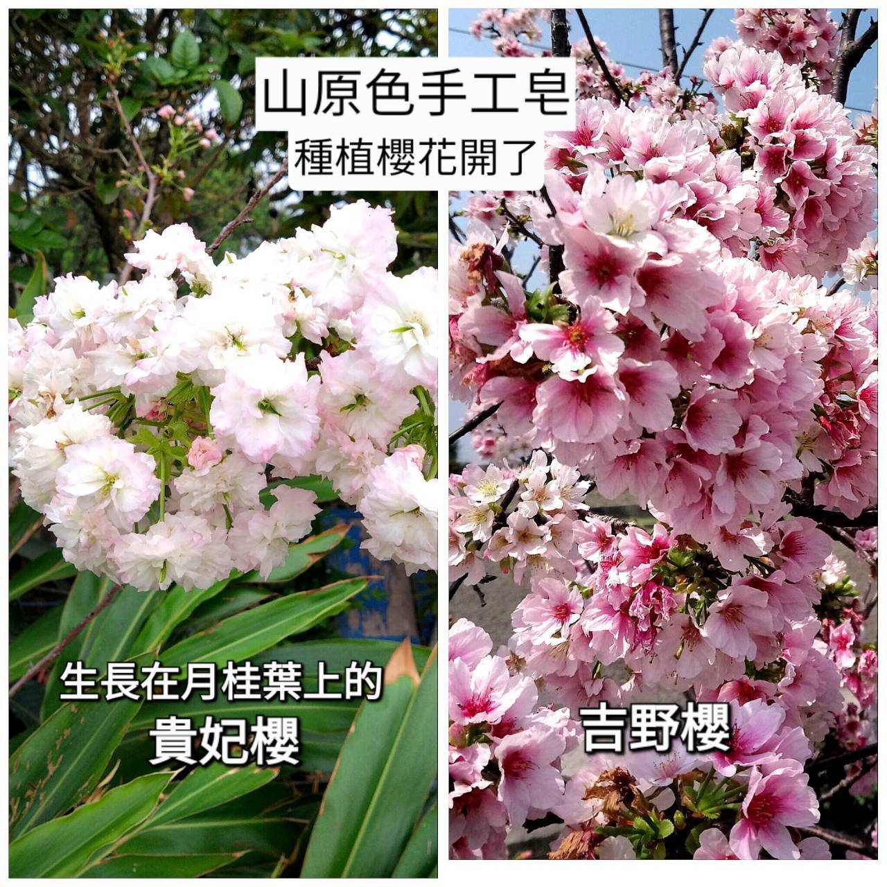 【山原色】經典櫻花渲染皂 把自家的櫻花盛開，揉進夢幻雲霧裡 🌸